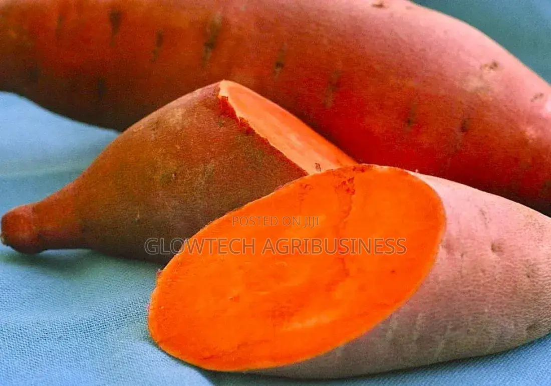 All Type of Sweet Potato Vines Available