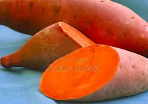 All Type of Sweet Potato Vines Available