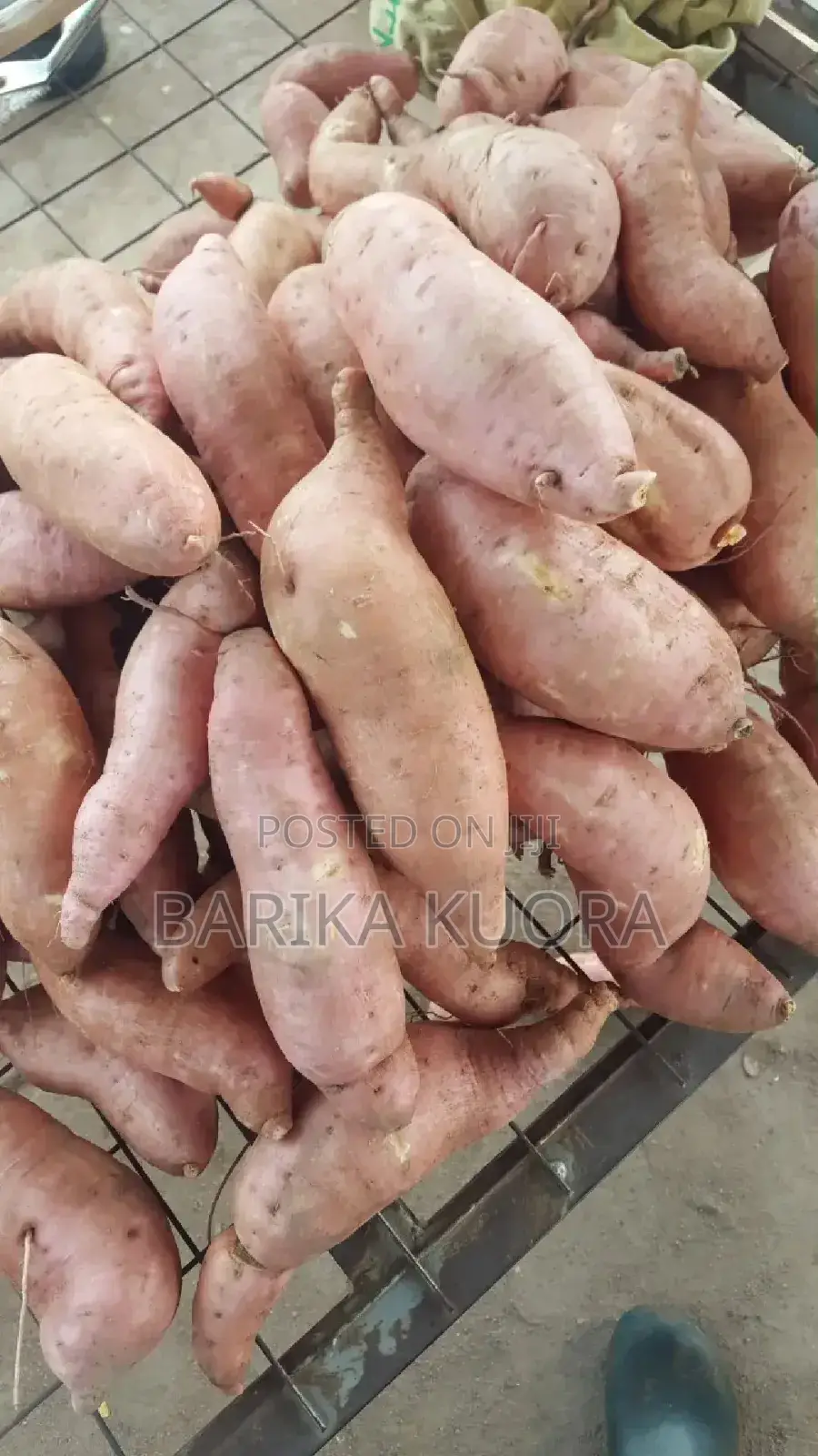 All Type of Sweet Potato Vines Available