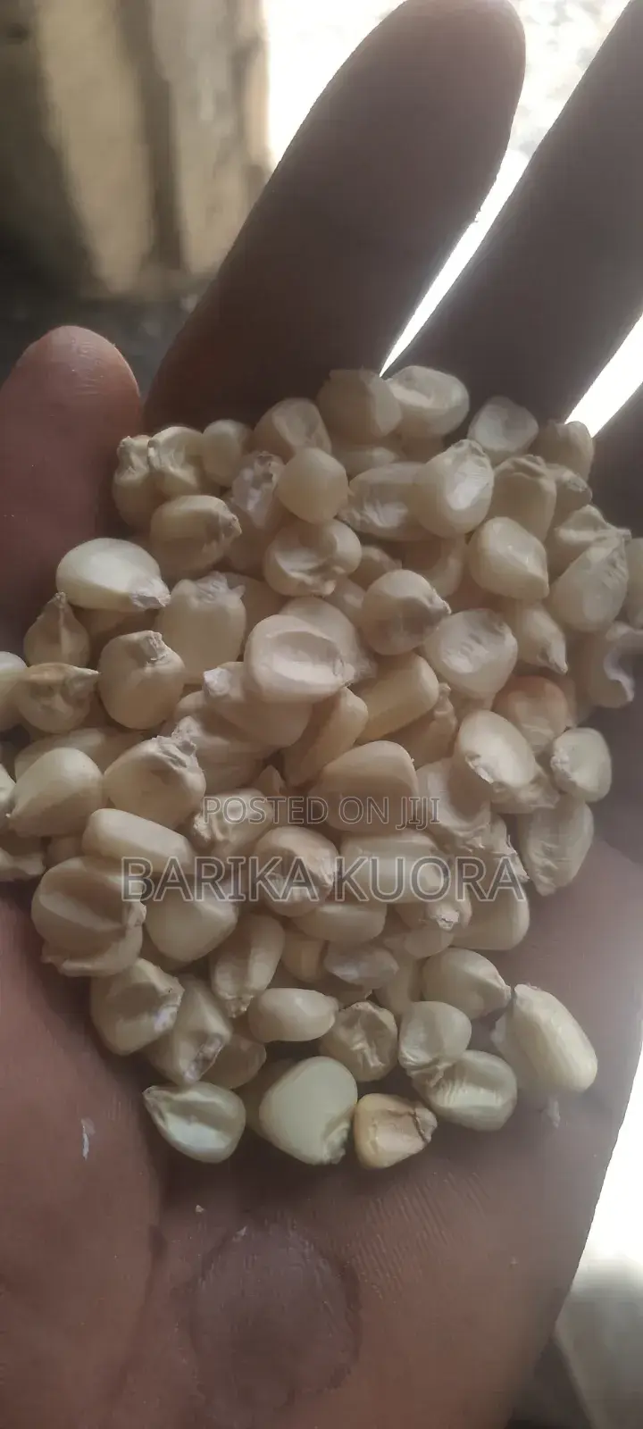Aflatoxins Free Maize