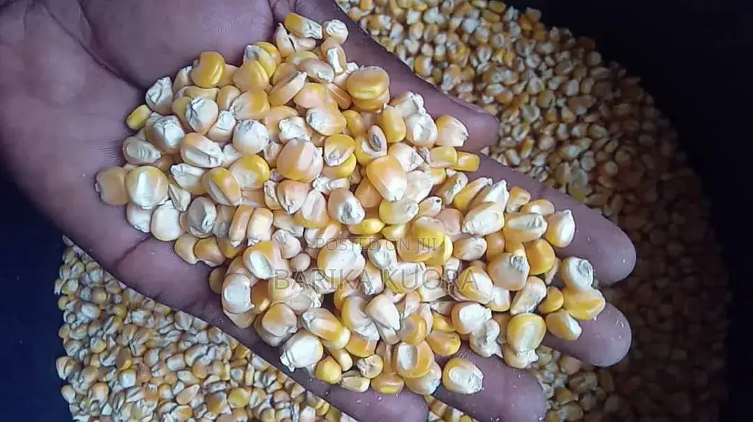 Aflatoxins Free Maize
