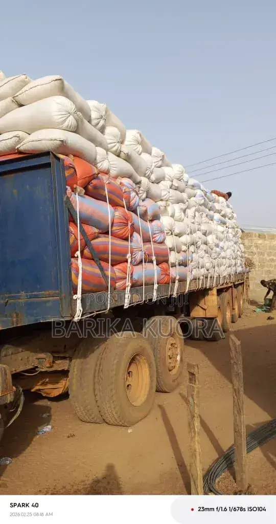 Aflatoxins Free Maize