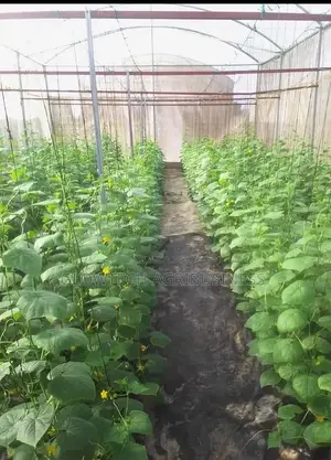 Greenhouse Manufacturing and Installation