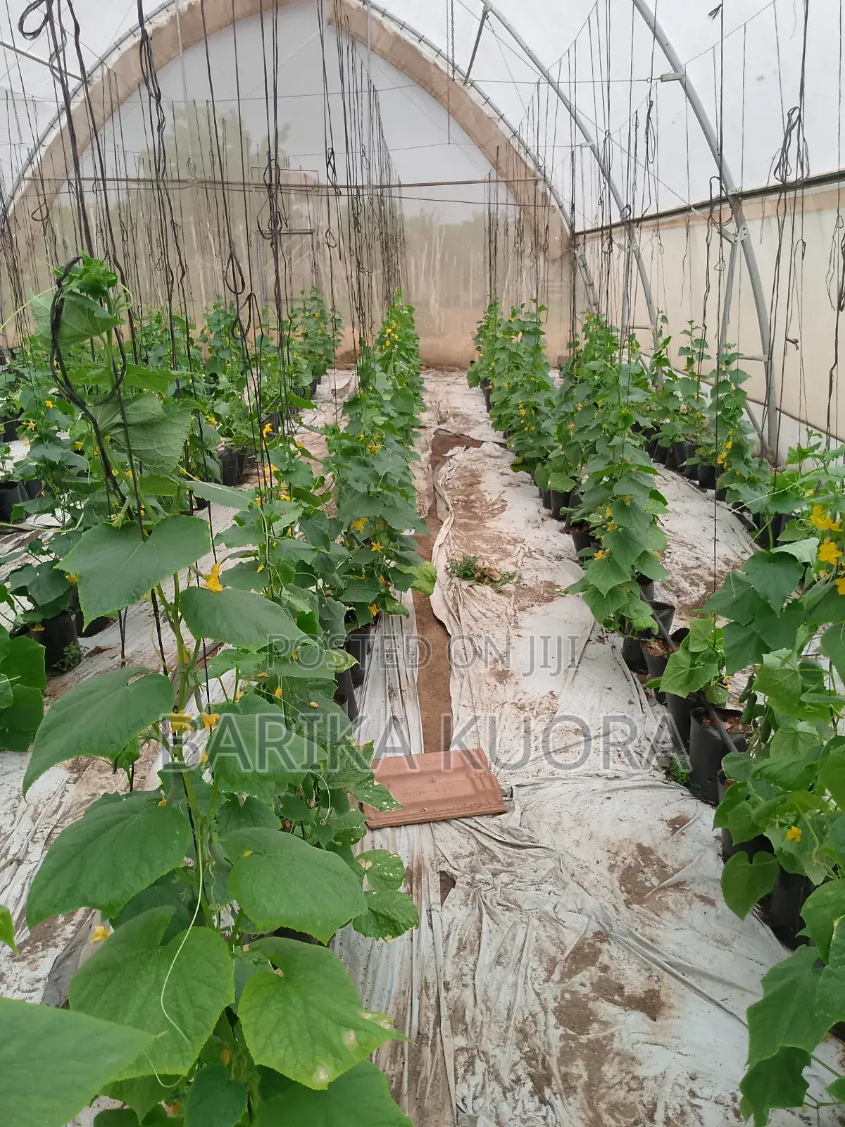 Greenhouse Manufacturing and Installation