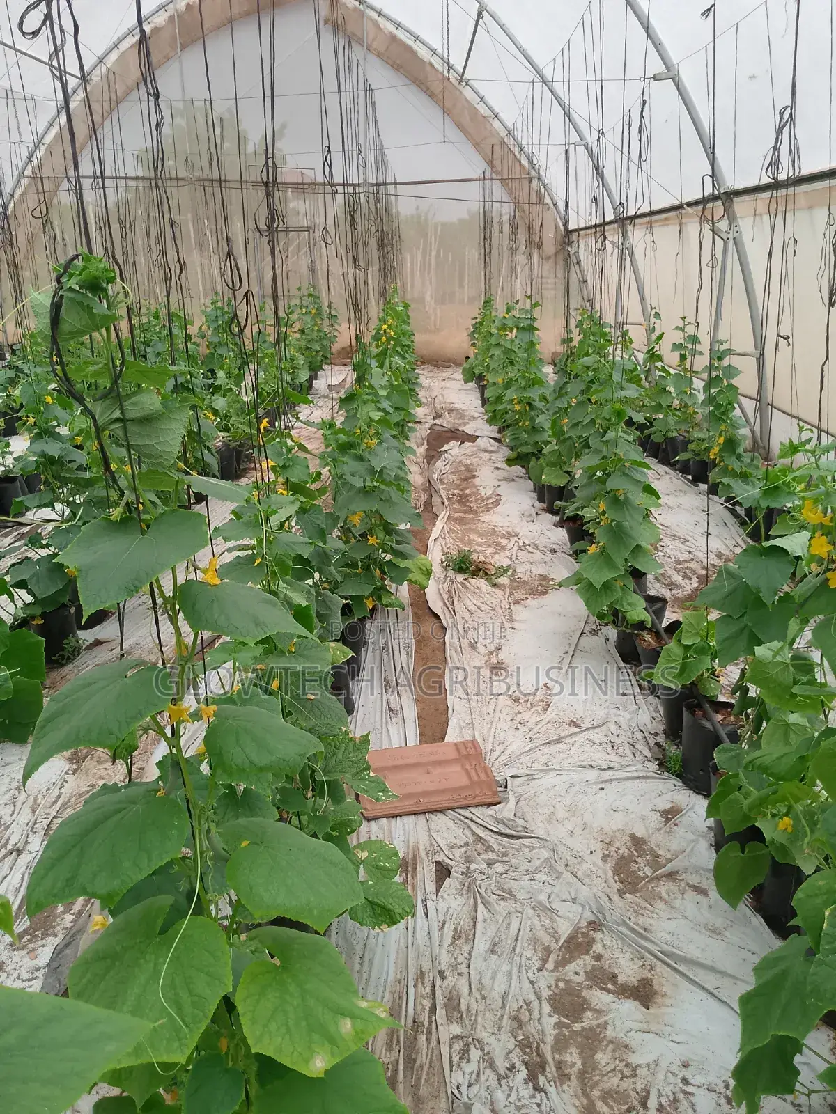 Greenhouse Manufacturing and Installation