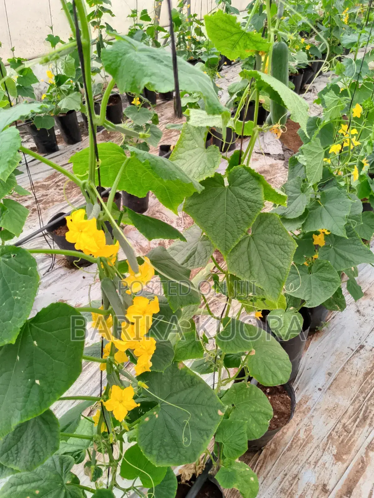 Greenhouse Manufacturing and Installation