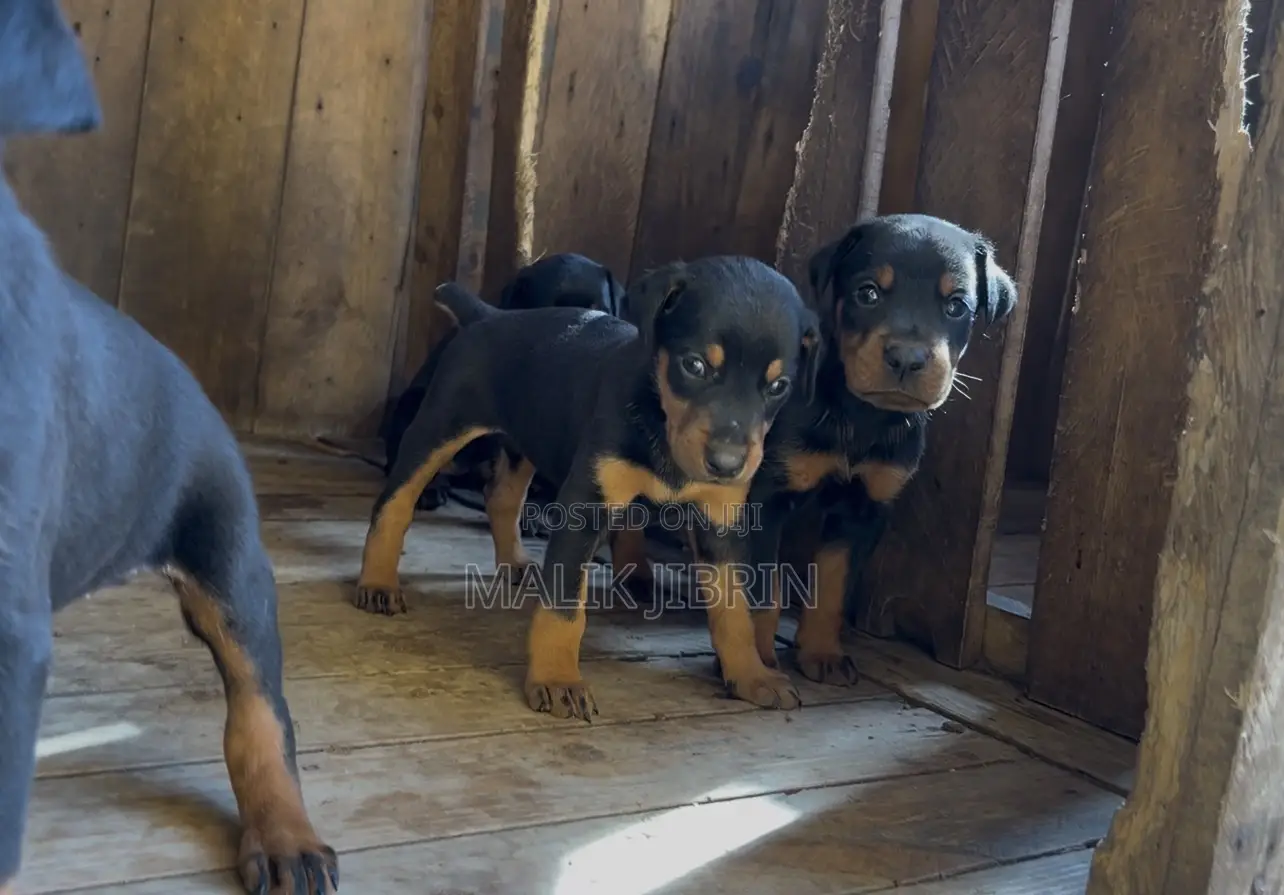 1-3 months Male Purebred Doberman Pinscher