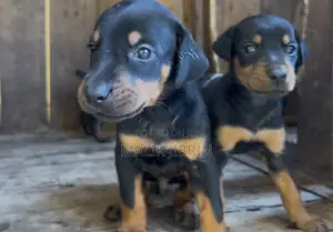 1-3 months Male Purebred Doberman Pinscher