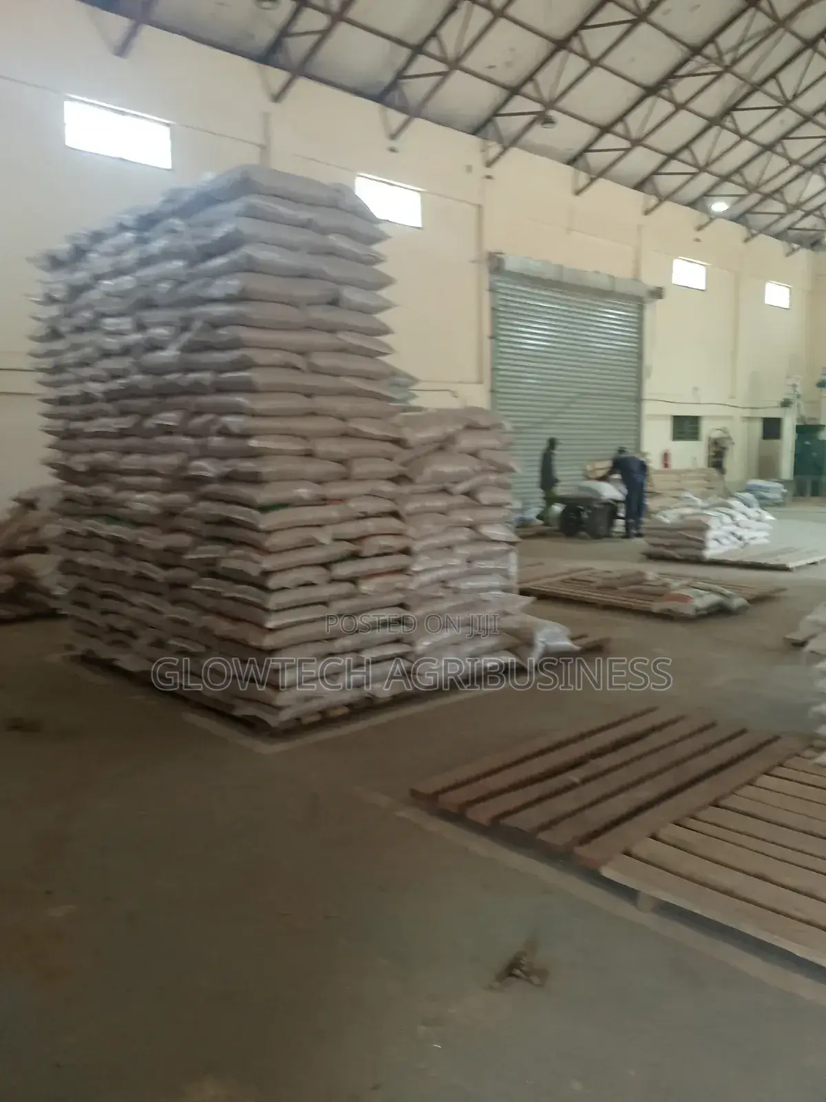 Local and Paddy Rice