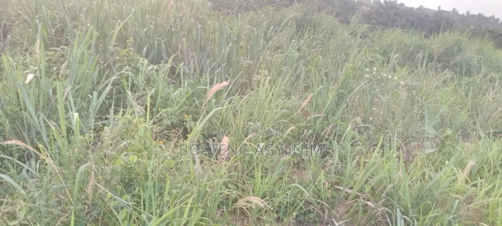 Half Plot With 3 BDRM Foundation, Sand Quarry Dust at Asonomaso SAFO