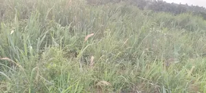 Half Plot With 3 BDRM Foundation, Sand Quarry Dust at Asonomaso SAFO