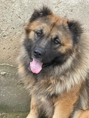 1+ year Male Purebred Caucasian Shepherd