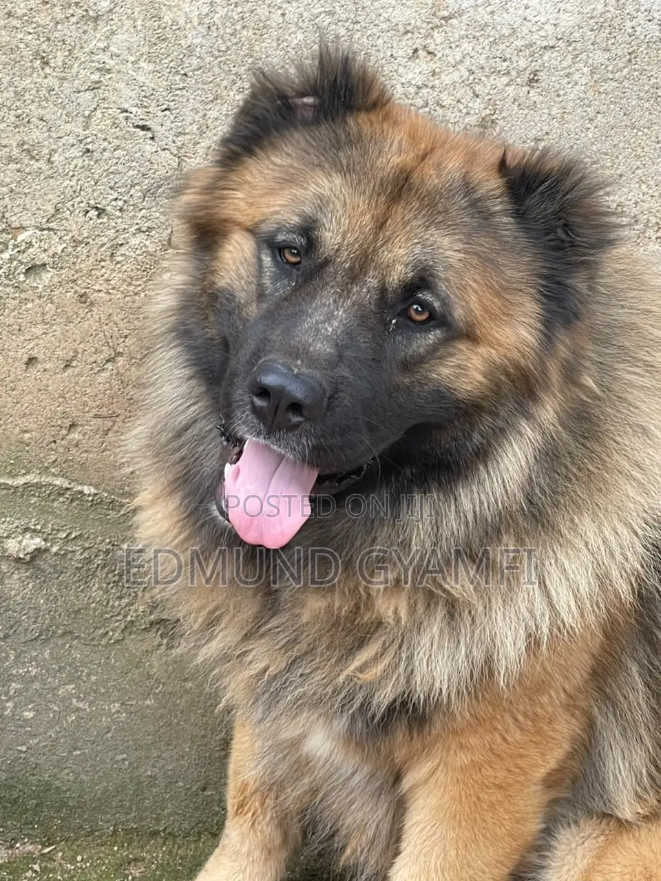 1+ year Male Purebred Caucasian Shepherd