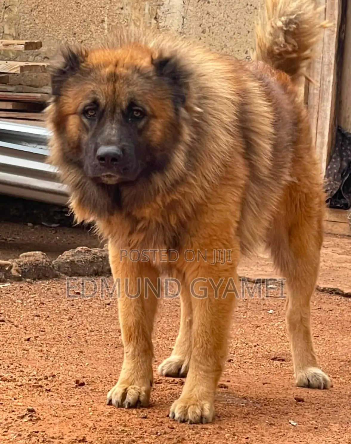 1+ year Male Purebred Caucasian Shepherd