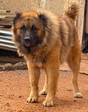 1+ year Male Purebred Caucasian Shepherd