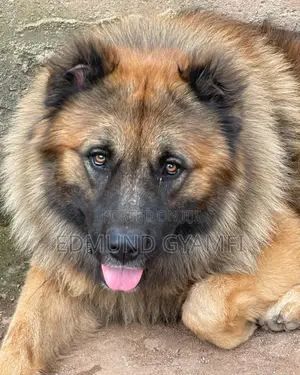 1+ year Male Purebred Caucasian Shepherd