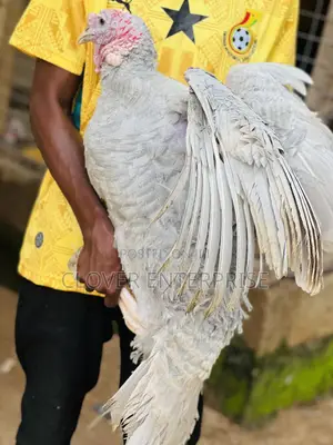 Dayold Blueslate Turkey