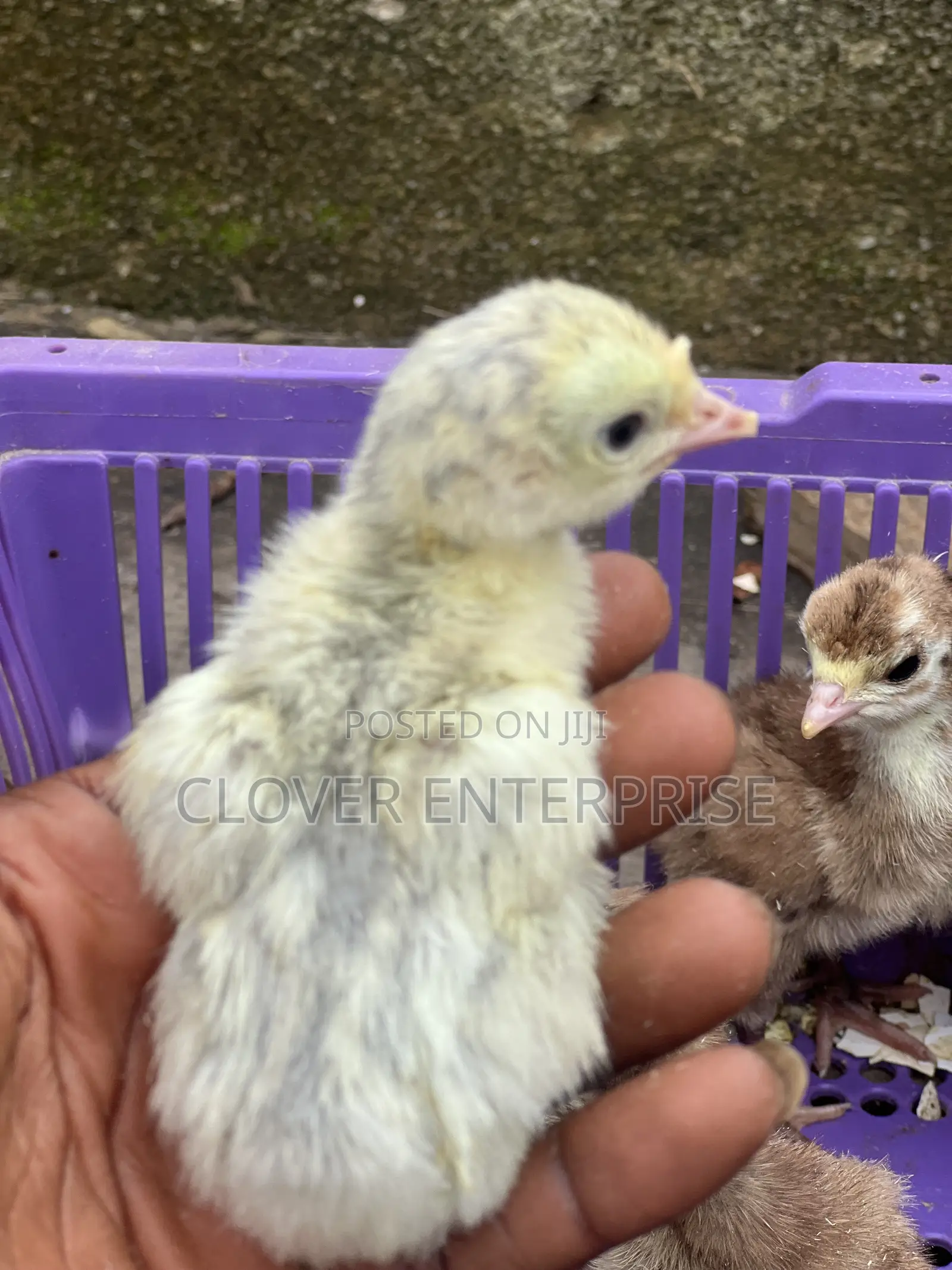 Dayold Blueslate Turkey