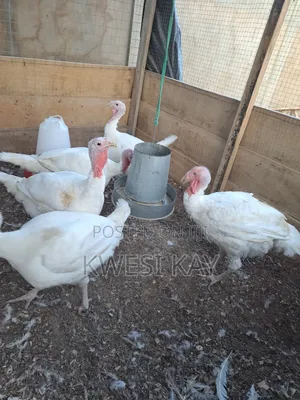 Live BBW Foreign Turkey for Sale