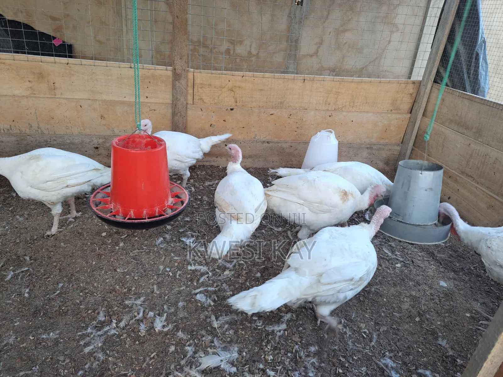 Live BBW Foreign Turkey for Sale
