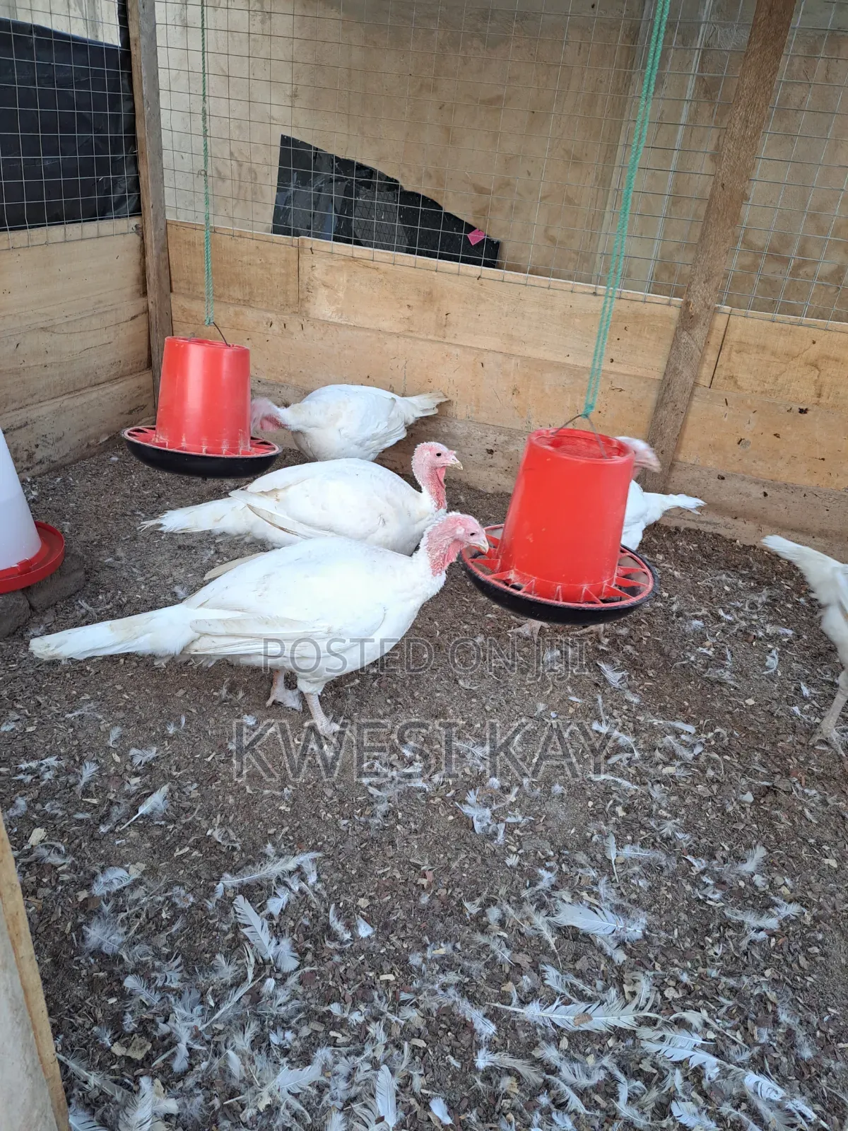 Live BBW Foreign Turkey for Sale