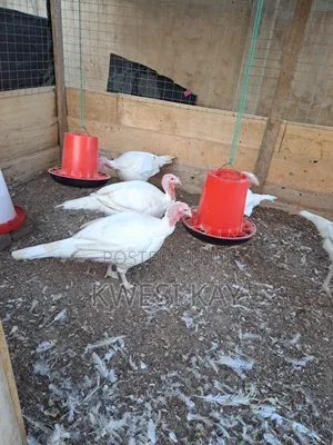 Live BBW Foreign Turkey for Sale