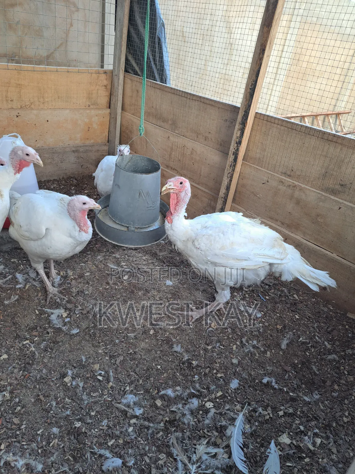 Live BBW Foreign Turkey for Sale