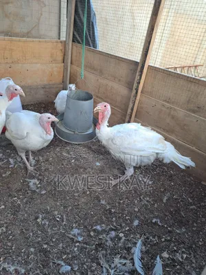 Live BBW Foreign Turkey for Sale