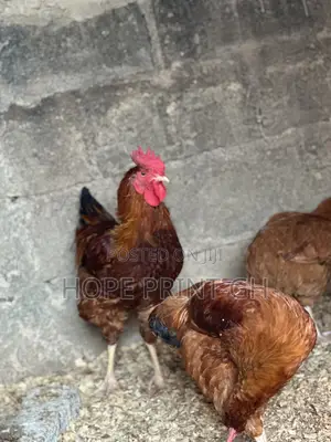 Poultry Chicken for Sale at Cool Price
