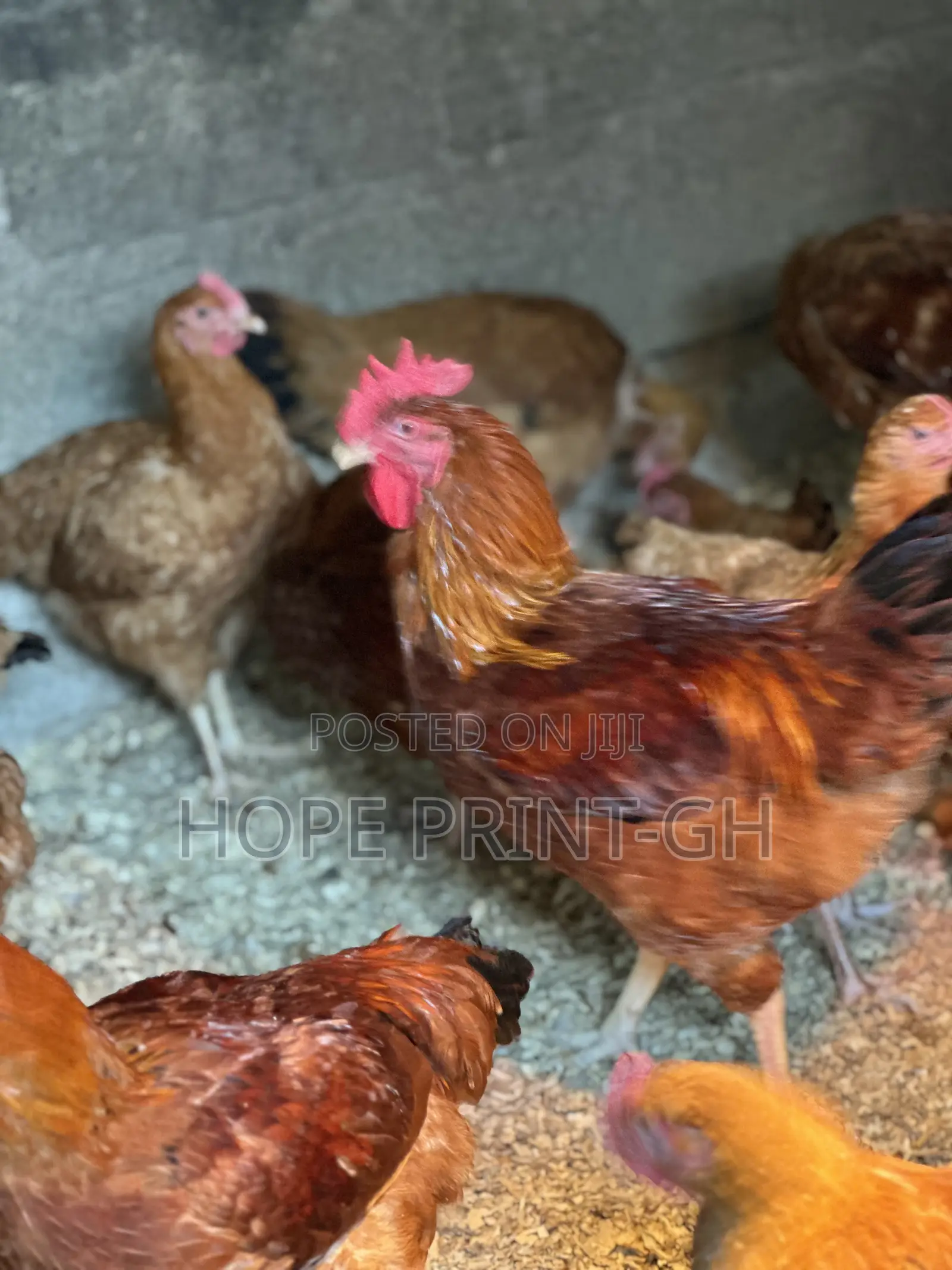 Poultry Chicken for Sale at Cool Price