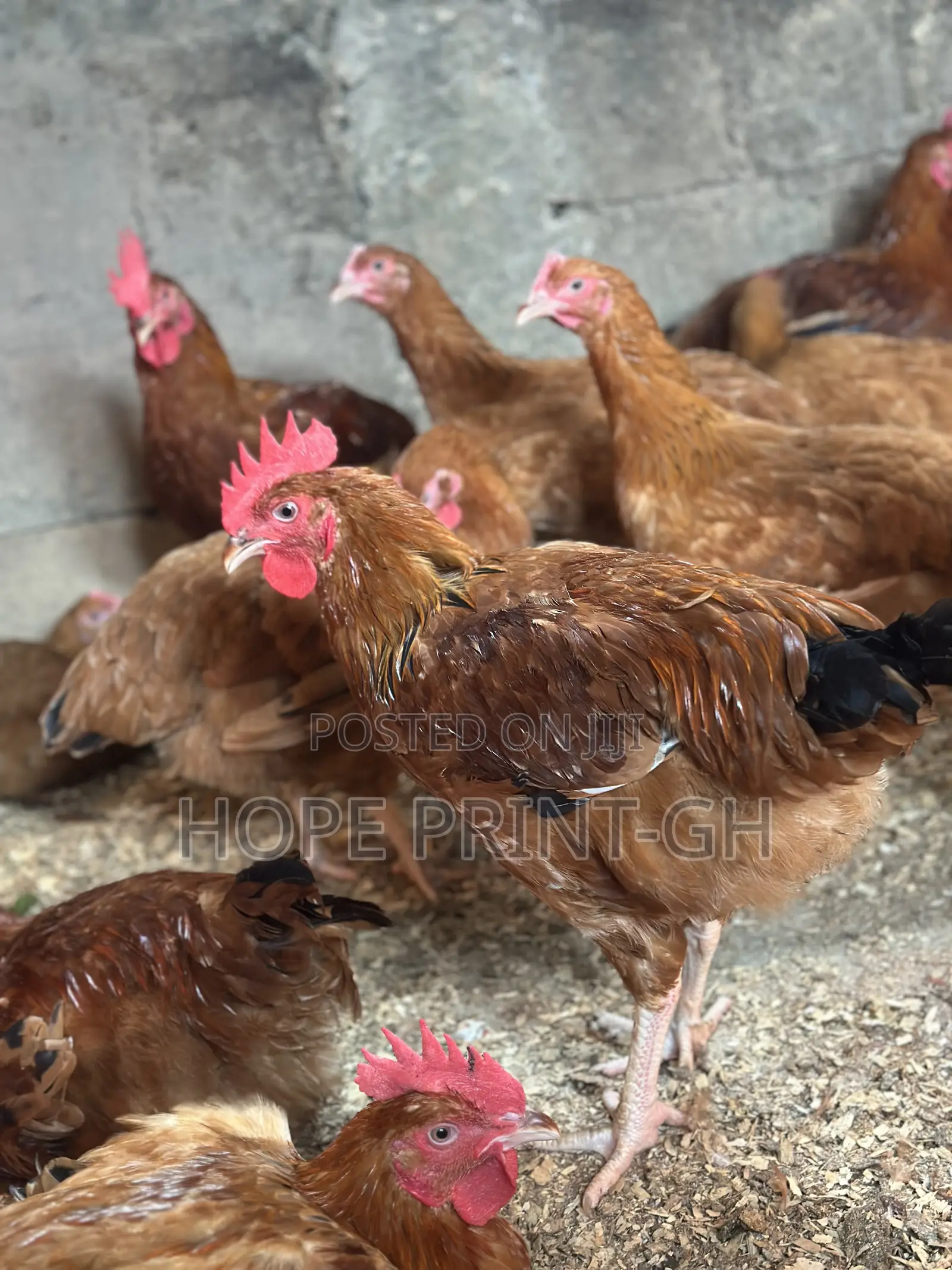 Poultry Chicken for Sale at Cool Price