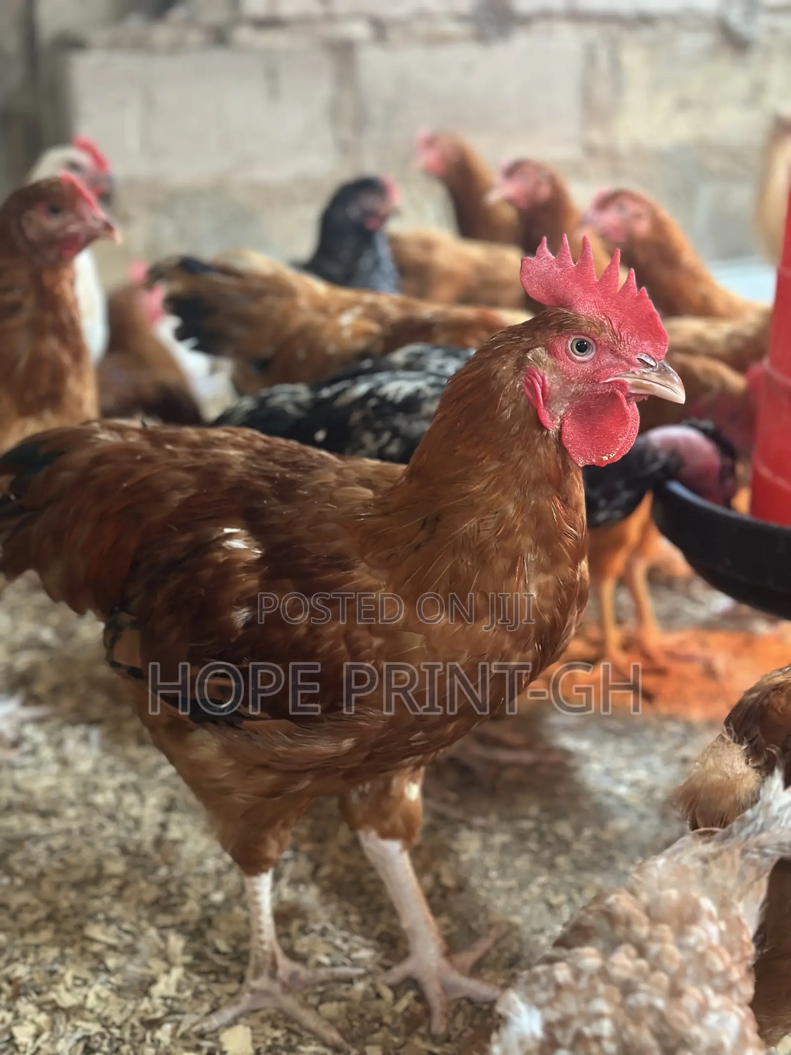 Poultry Chicken for Sale at Cool Price