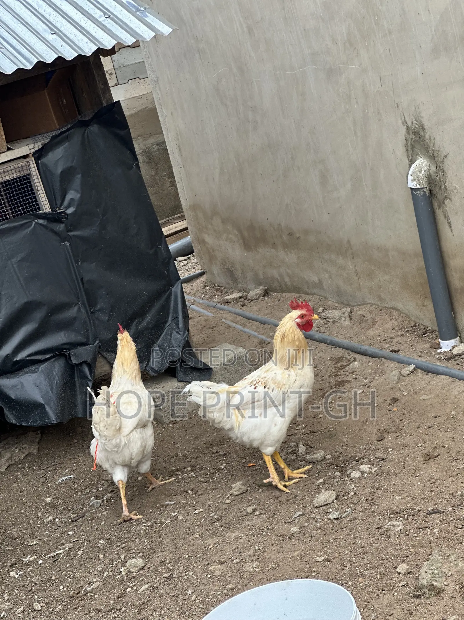 Poultry Chicken for Sale at Cool Price