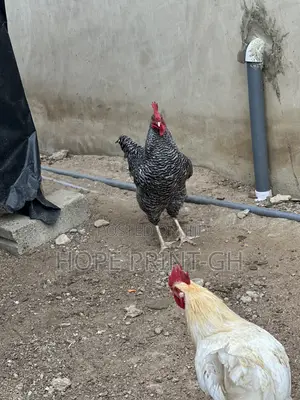 Poultry Chicken for Sale at Cool Price