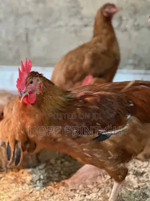 Poultry Chicken for Sale at Cool Price