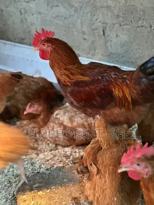 Poultry Chicken for Sale at Cool Price