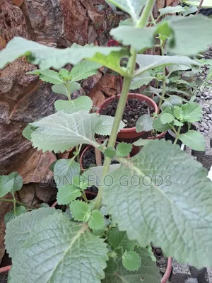 Oregano in Pot