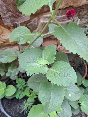 Oregano in Pot