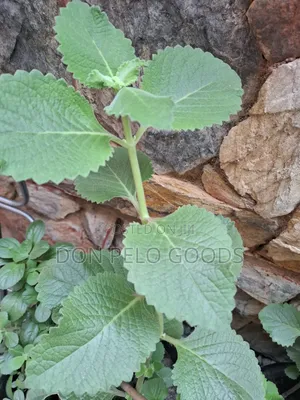 Oregano in Pot