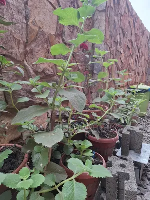 Oregano in Pot