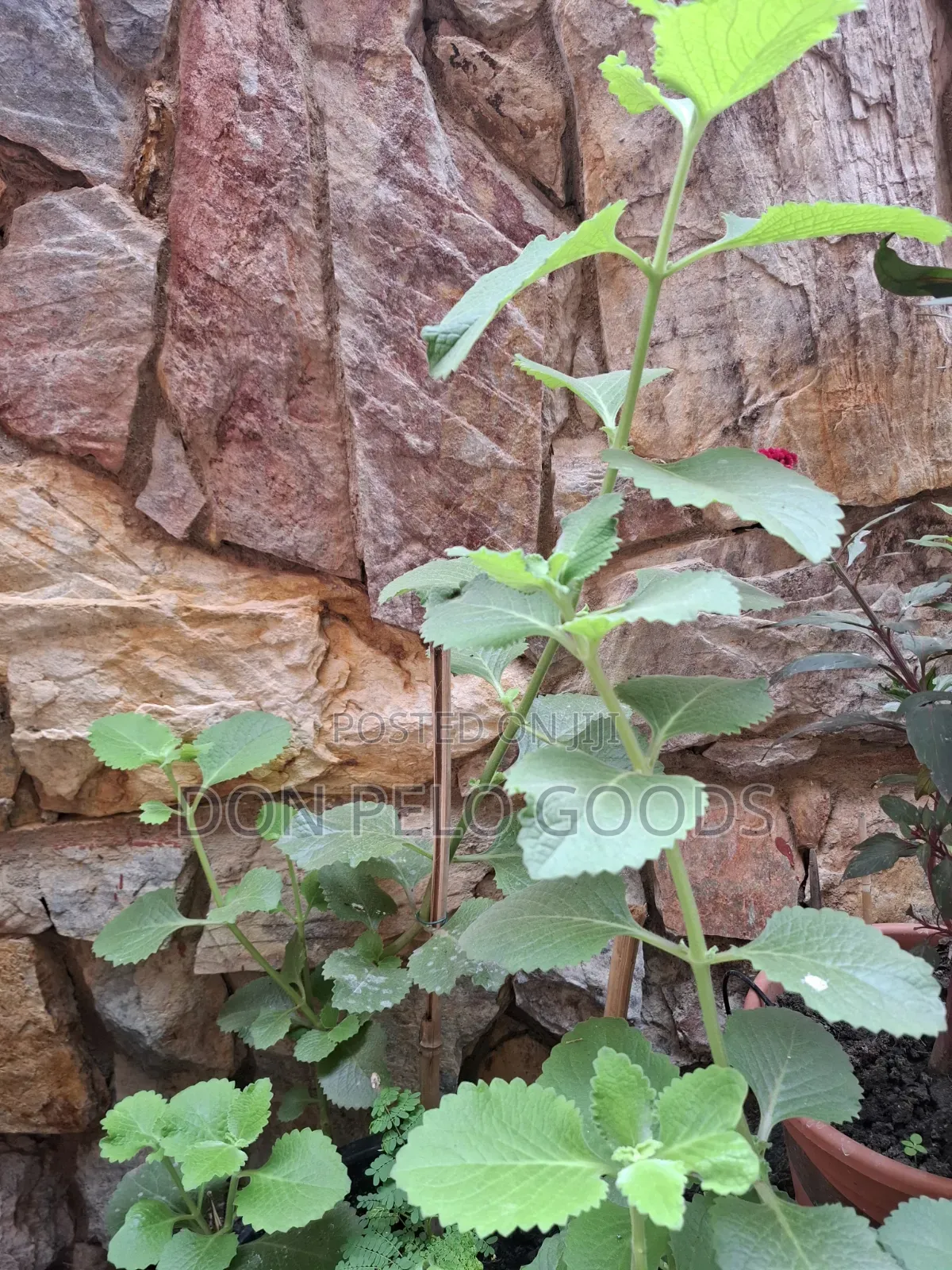 Oregano in Pot