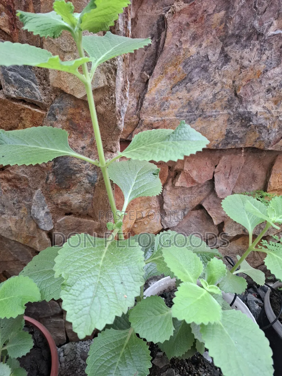 Oregano in Pot
