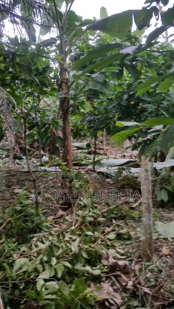 50 Acres Cocoa Farm at Sefwi
