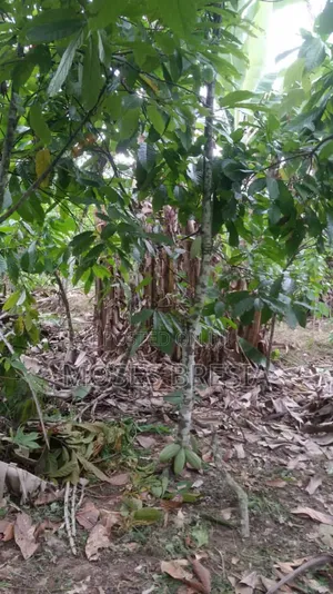 50 Acres Cocoa Farm at Sefwi