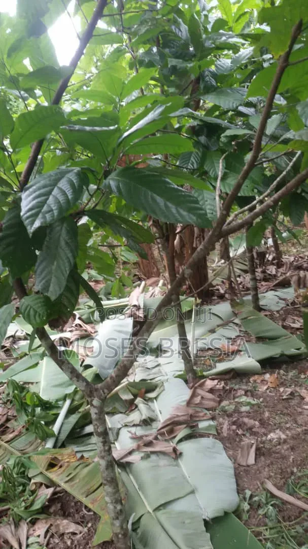 50 Acres Cocoa Farm at Sefwi