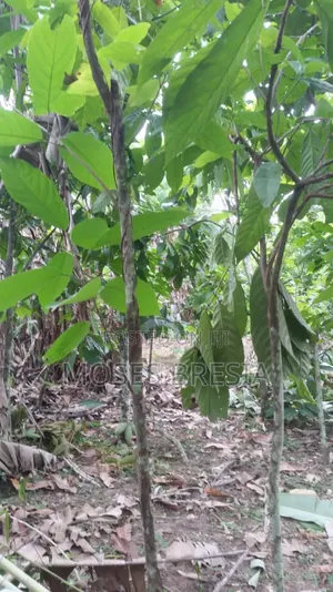 50 Acres Cocoa Farm at Sefwi