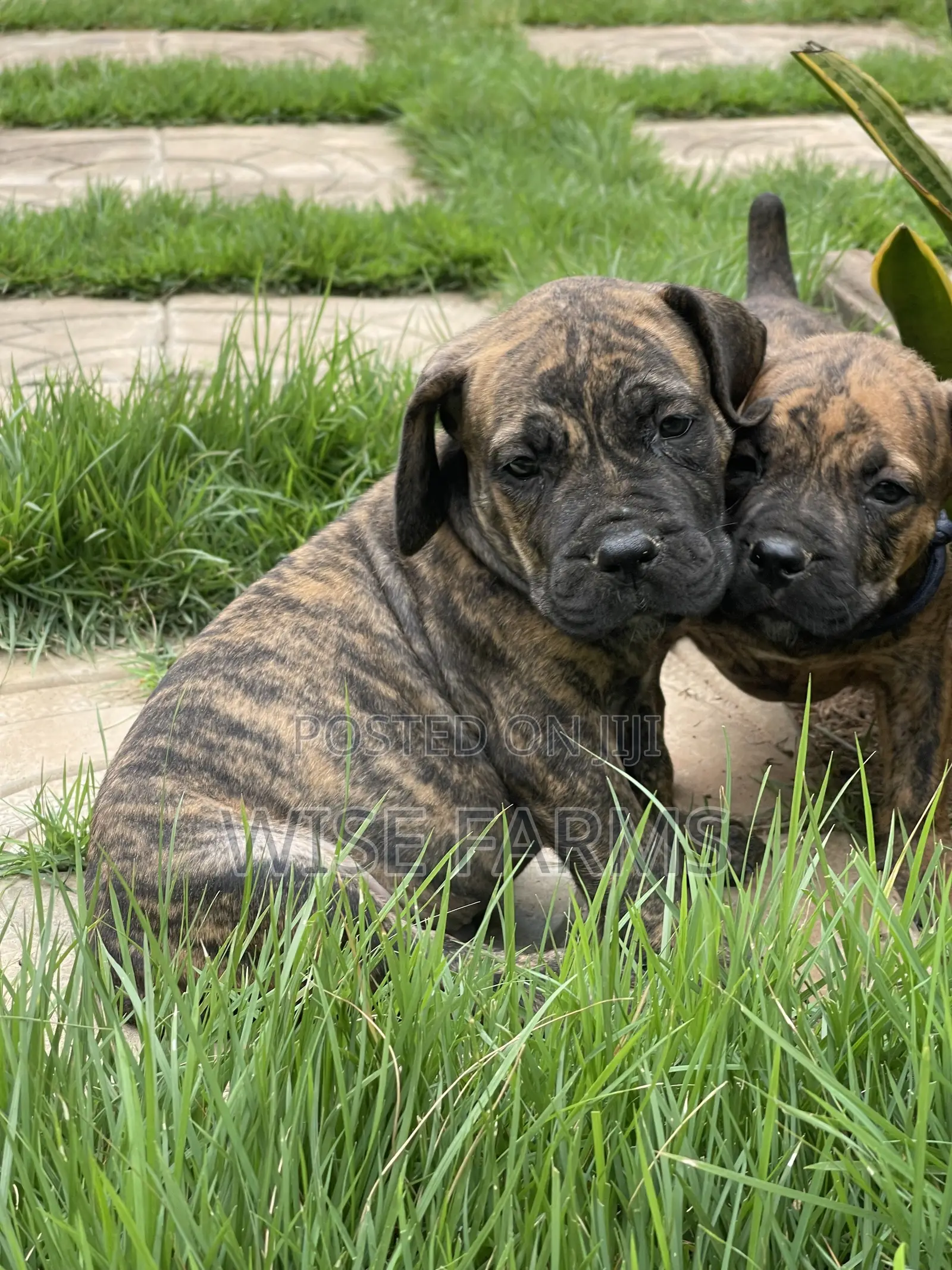 1-3 months Male Purebred Boerboel