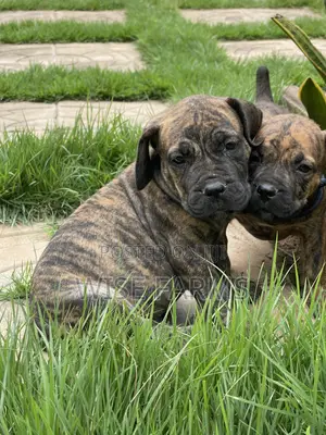 1-3 months Male Purebred Boerboel