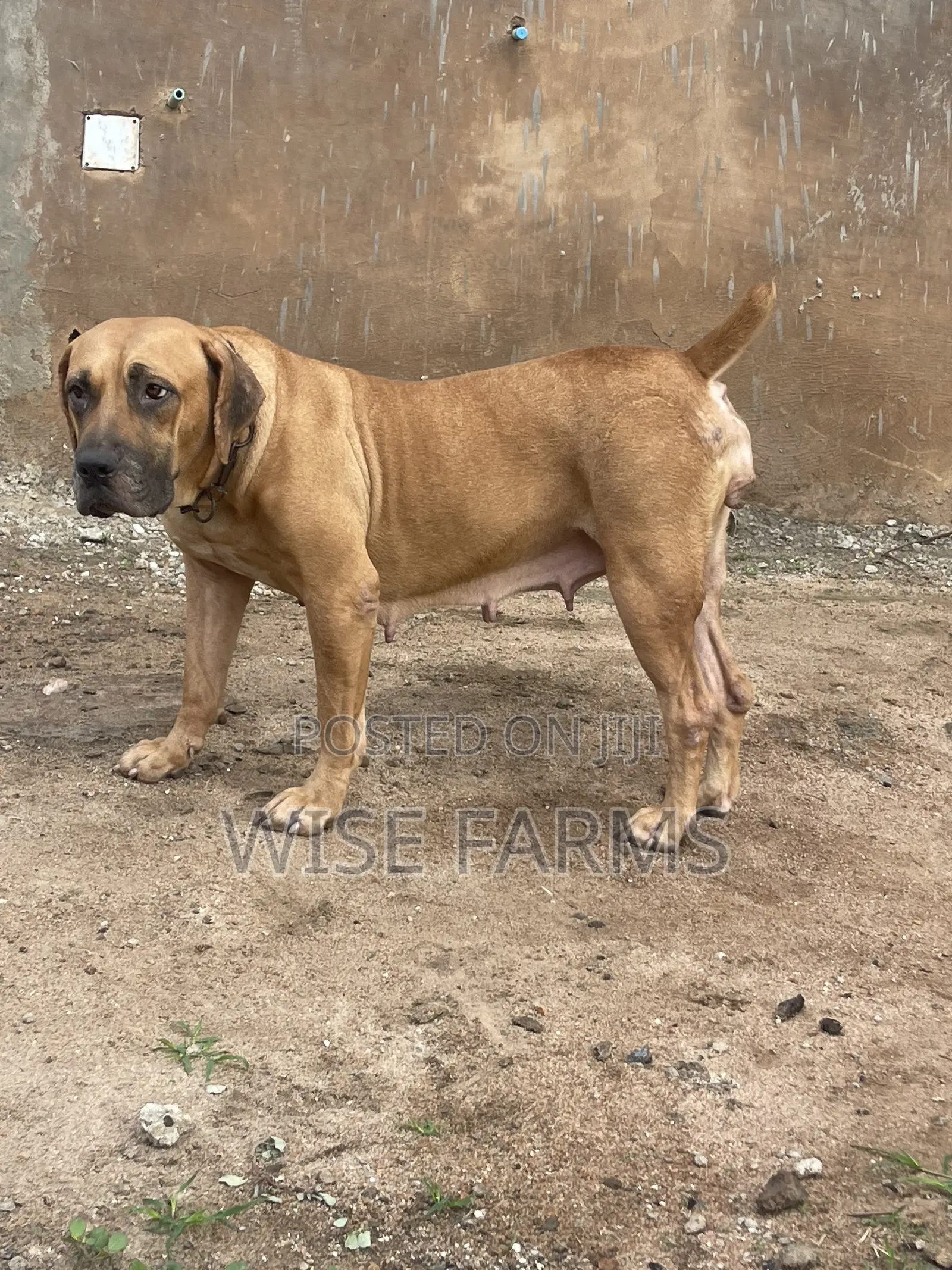 1-3 months Male Purebred Boerboel