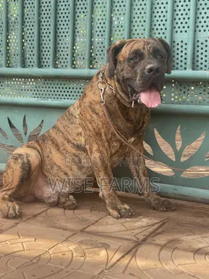 1-3 months Male Purebred Boerboel